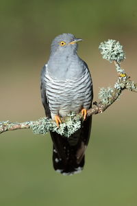 Close-up of bird perching on a branch