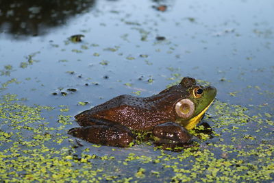 Close-up of turtle in water