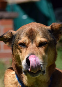 Close-up portrait of a dog