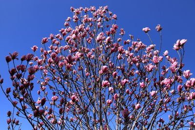 Low angle view of magnolia blossoms against blue sky