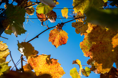 Low angle view of autumn leaves against sky