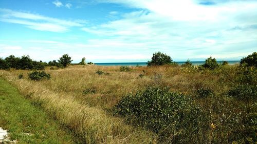 Scenic view of grassy field against sky