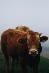 Cow standing in a field against sky