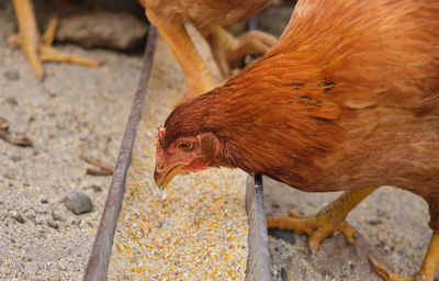 Close-up of bird