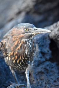 Close-up of seagull perching on rock