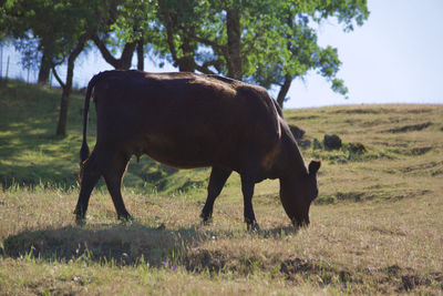 Horse grazing in a field