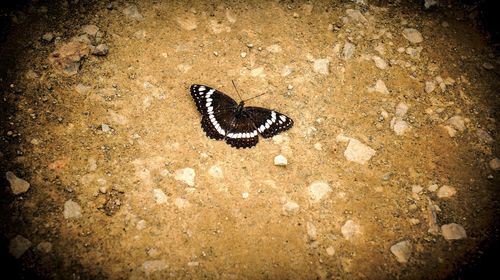 Butterfly on ground