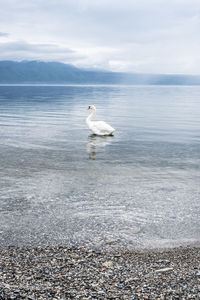 Swan in a sea