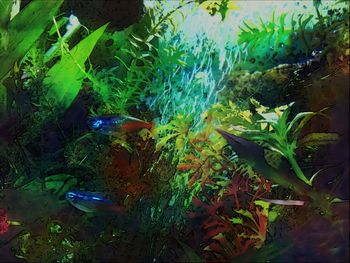 View of plants in stream