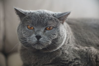 Close-up portrait of tabby cat