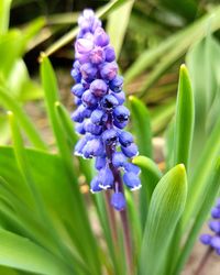 Close-up of purple flowers blooming outdoors