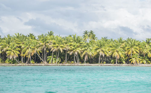 Scenic view of palm trees by sea against sky