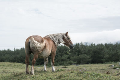 Horse standing in a field