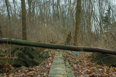 Bare trees in forest during autumn