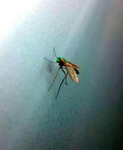 Close-up of insect on wall