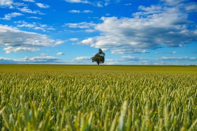 Scenic view of agricultural field against sky