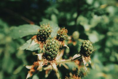 Close-up of flowering plant