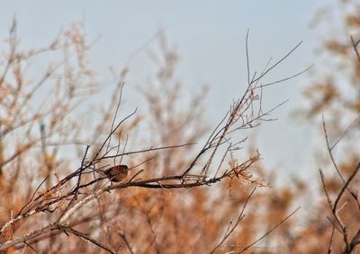 Close-up of bird perching on branch