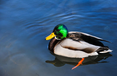 Duck swimming in a lake