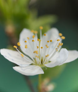 Close-up of white flowering plant