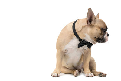 View of a dog over white background