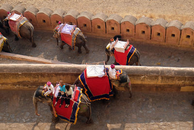 Decorated elephants carrying tourists at amber fort in jaipur, rajasthan, india