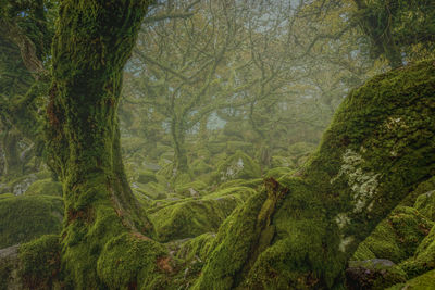 Scenic view of forest