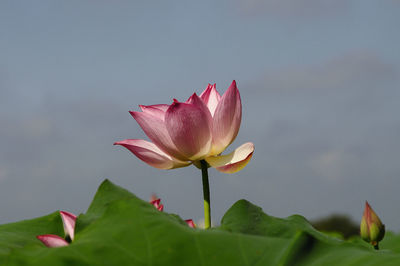 Close-up of pink water lily