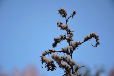 Low angle view of flowering plant against blue sky