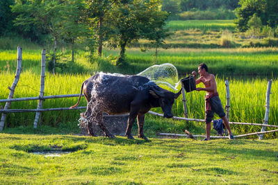 Asian farmer with buffalo in rice field, asian man loves and bathes his buffalo in thailand