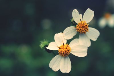 Close-up of insect on flower blooming outdoors