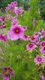 Close-up of pink cosmos flowers blooming on field