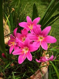 Close-up of pink flowers blooming outdoors