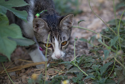 Portrait of a cat looking away