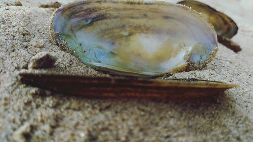 Close-up of shells