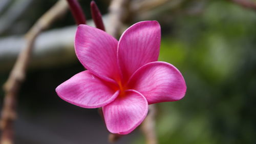 Close-up of pink flowers