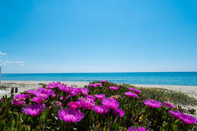 Pink flowering plants by sea against blue sky