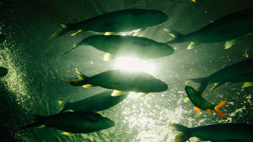 Close-up of fish swimming in sea