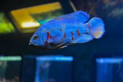 Close-up of fish swimming in aquarium