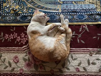 Cat sleeping on floor