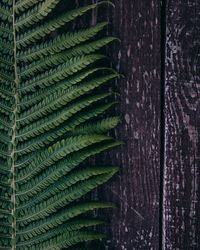 Close-up of fern leaves on tree trunk