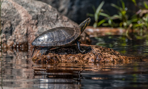 Turtle on rock amidst lake
