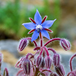 Close up of blue borage flower, borago officinalis, also known as starflower 