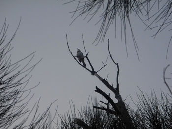 Low angle view of silhouette bare tree against sky