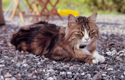 Portrait of cat resting