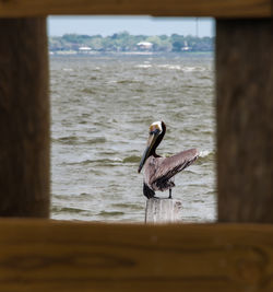 Pelican on wooden post at lake seen from window