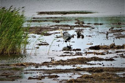 Birds in a lake