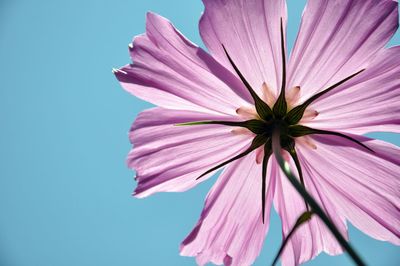 Close-up of pink cosmos flower against clear sky