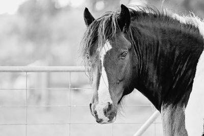 Horse standing by fence