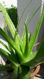 Close-up of leaves on plant